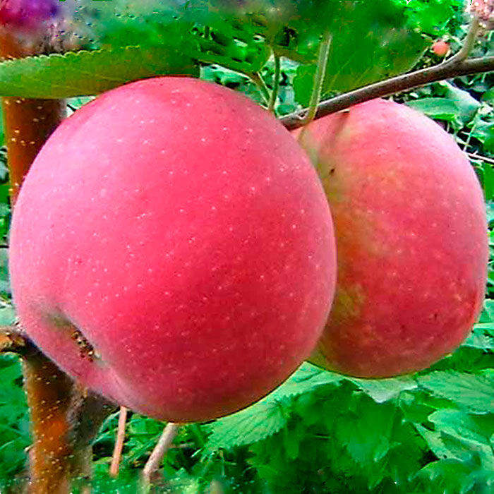 Яблоня зимняя Памяти воину - Купить взрослые саженцы яблони по доступнойцене с доставкой в садовом центре \
